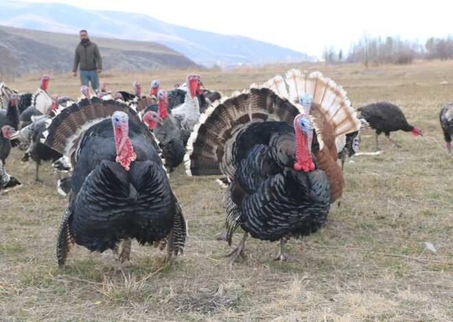 Yılbaşı sofralarının vazgeçilmezi hindi fiyatları belli oldu