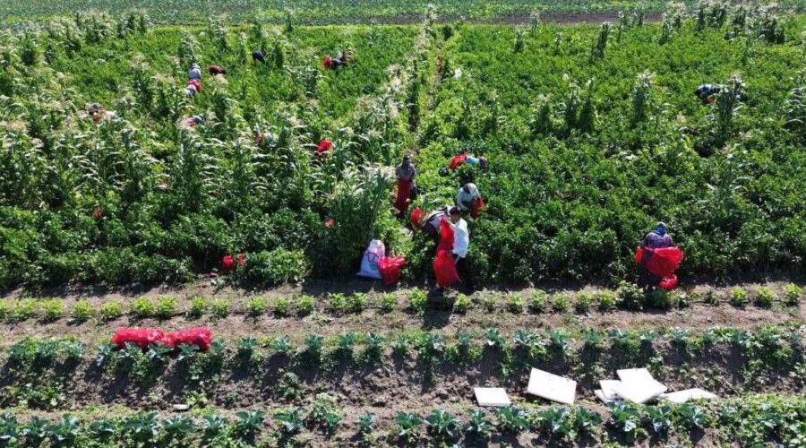 31 bin hektara ekildi donum basina 5 ton urun bekleniyor bir yilda 6 kez hasat edilebiliyor 5bSWNkdJ