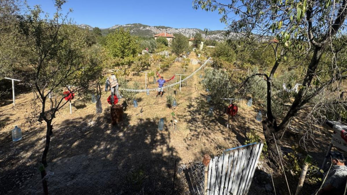 sezon acildi vatandas uretime basladi kilosu 500 liradan satiliyor 34MXew15