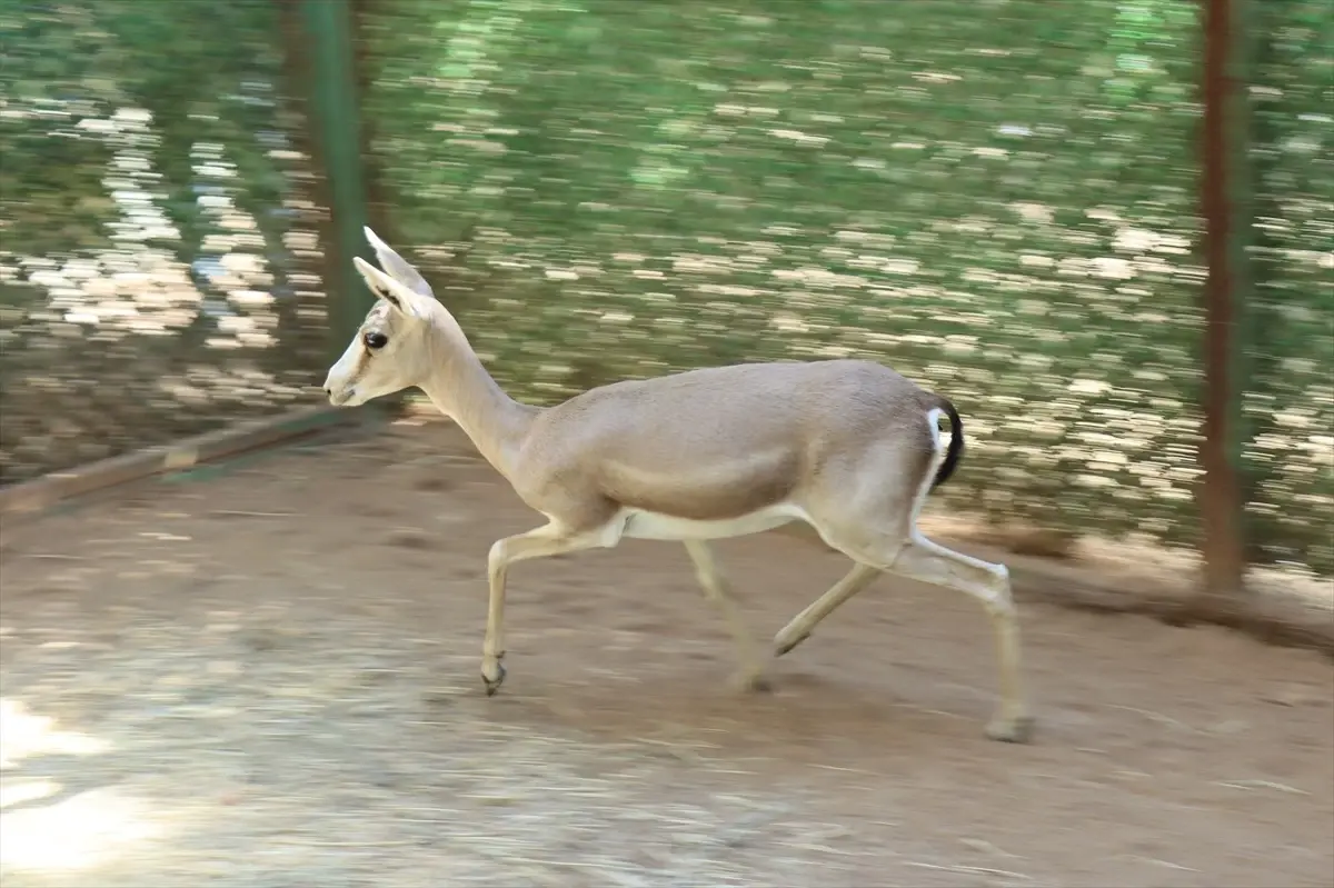 yarali ceylan dogaya donuyor beGUaVcw