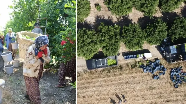 gecen yil bahcede de tezgahta da fiyati ucuzdu 1 liradan 20 liraya yukseldi bu sene isler degisti fiyati rekor kirdi pO3FLCHf