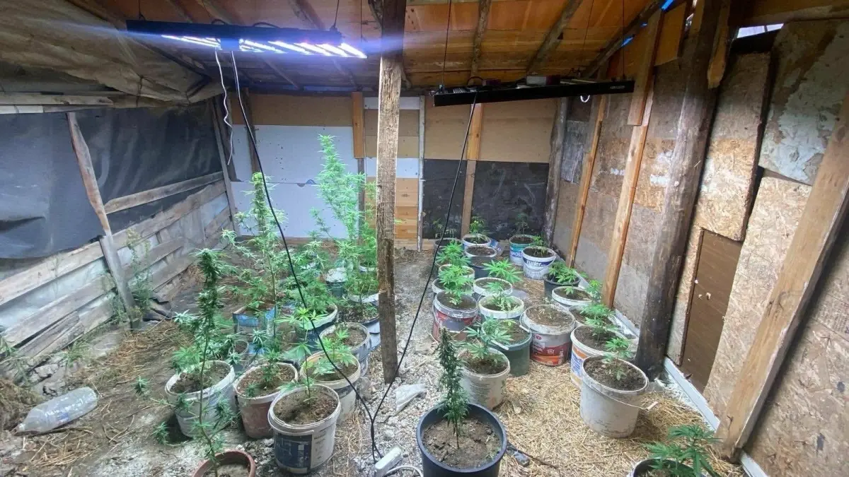 kusadasinda hint keneviri yetistiren iki supheli yakalandi D8ImMORa