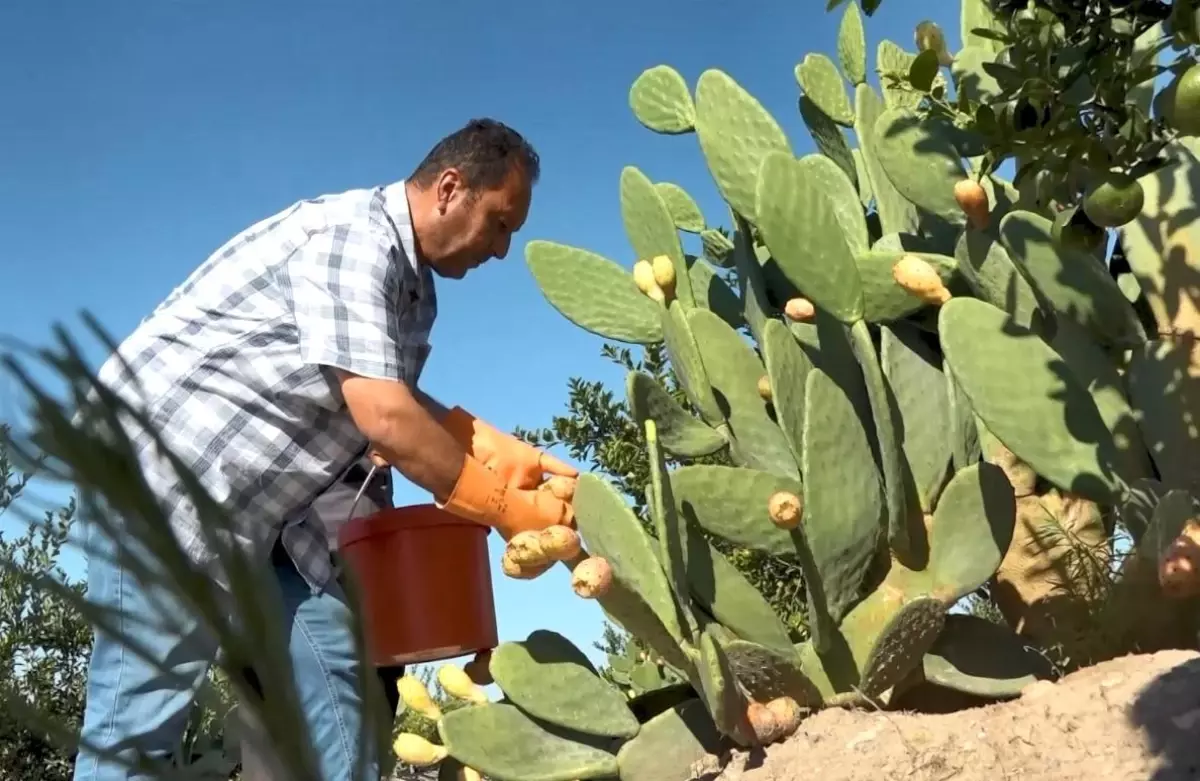mersinde dikenli incir dondurmasi uretimi basladi lJeWUi4X.jpg