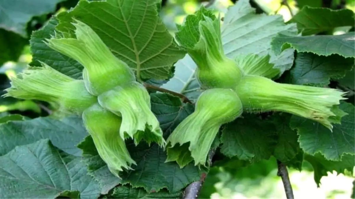 duzceden ab ulkelerine 15 bin ton findik ihracati g2J8u2gf.jpg