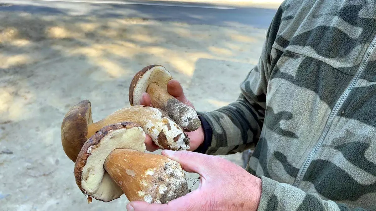 kuraklik mantarlari vurdu fiyatlar 500 tlye yukseldi Zki2MNmU.jpg