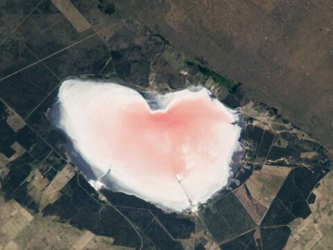 Pembe kalbin olduğu yer aslında dev bir fabrika: Yılda iki kez hasat yapılıyor
